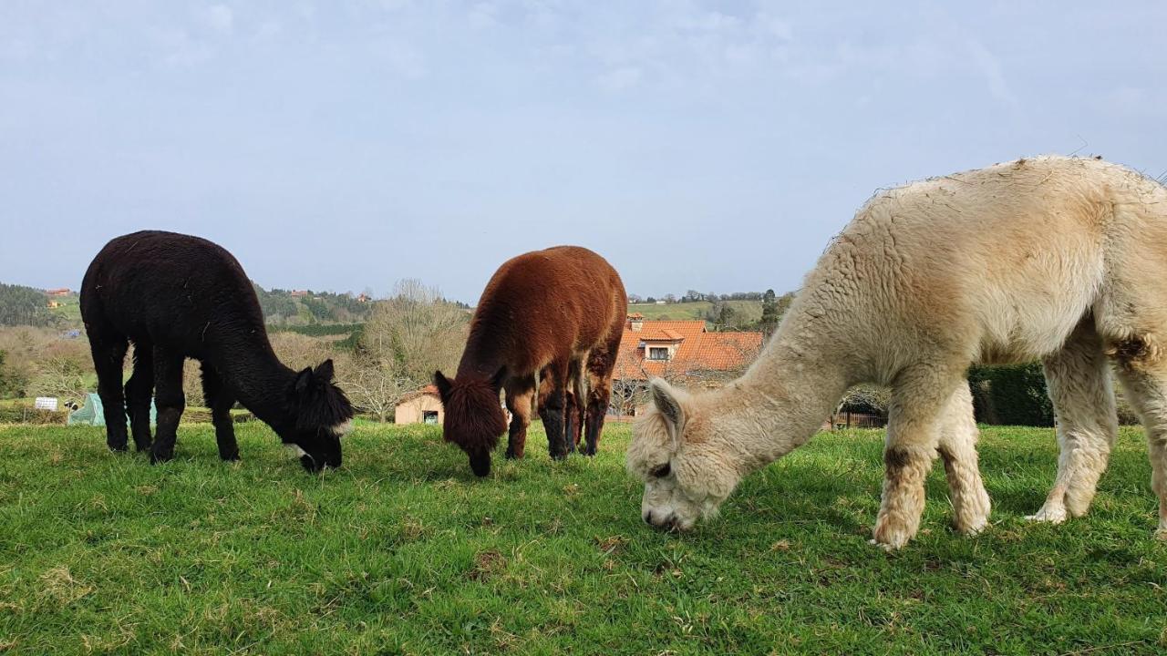Hotel 3 Alpacas La Campa Екстер'єр фото