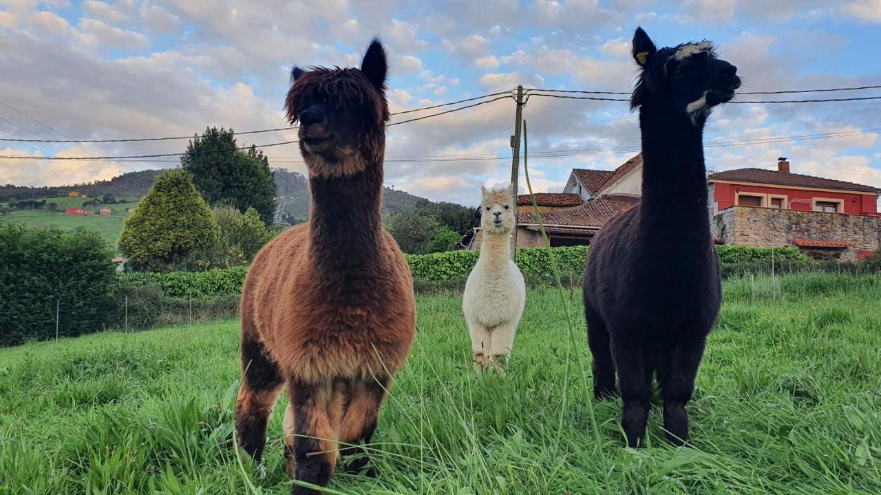 Hotel 3 Alpacas La Campa Екстер'єр фото