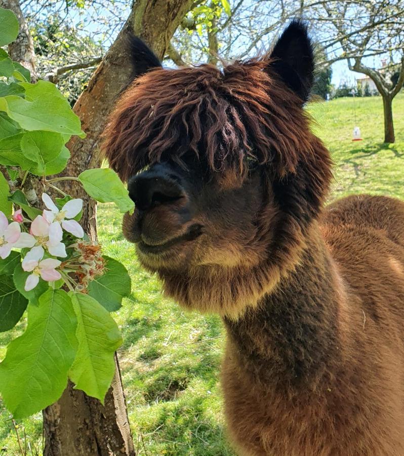 Hotel 3 Alpacas La Campa Екстер'єр фото