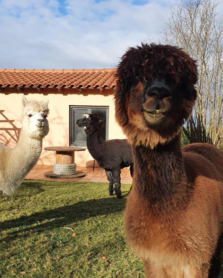 Hotel 3 Alpacas La Campa Екстер'єр фото