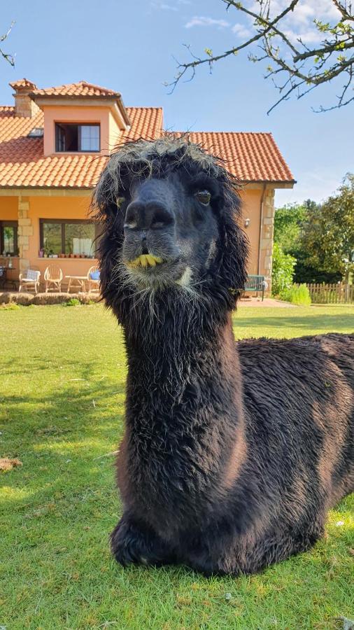 Hotel 3 Alpacas La Campa Екстер'єр фото