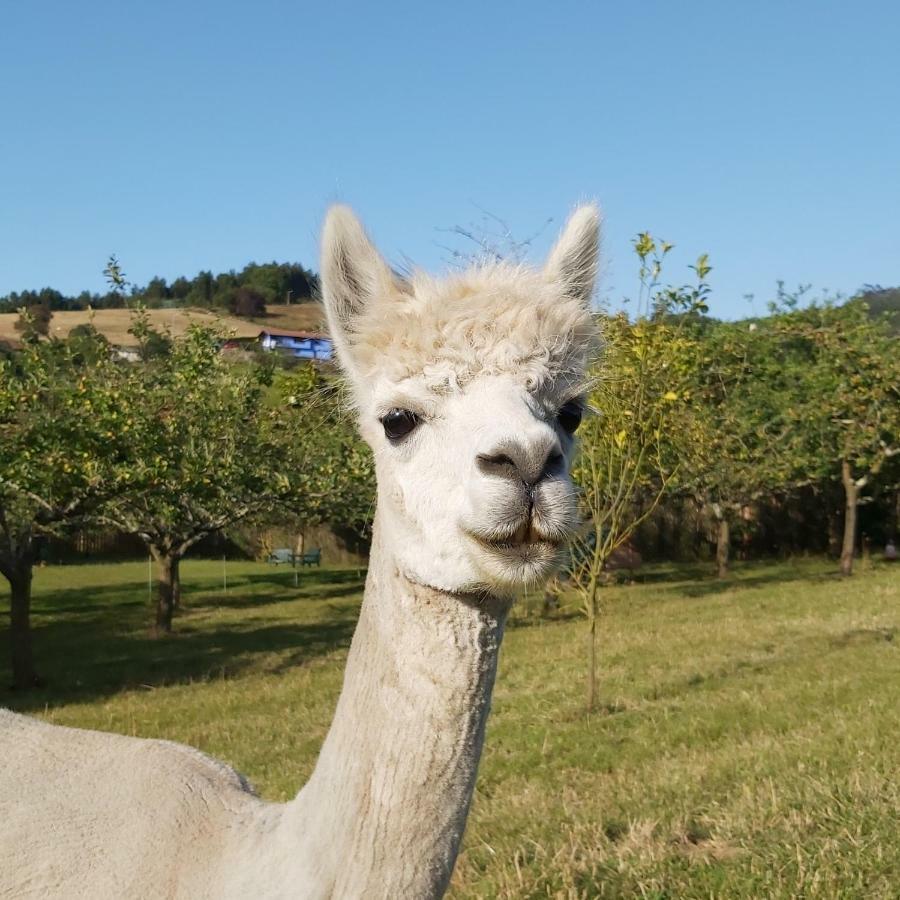 Hotel 3 Alpacas La Campa Екстер'єр фото
